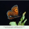 lycaena candens georgia female ex ovo2